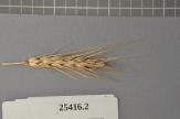 Click for 1 image(s) for this accession. Spike